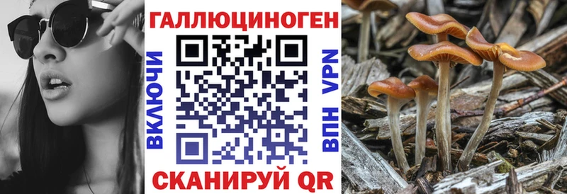 Галлюциногенные грибы Psilocybine cubensis  площадка как зайти  Арсеньев 